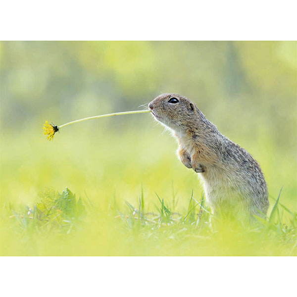 Postkarte M Ziesel mit Löwenzahn Postkarte M Ziesel mit Löwenzahn