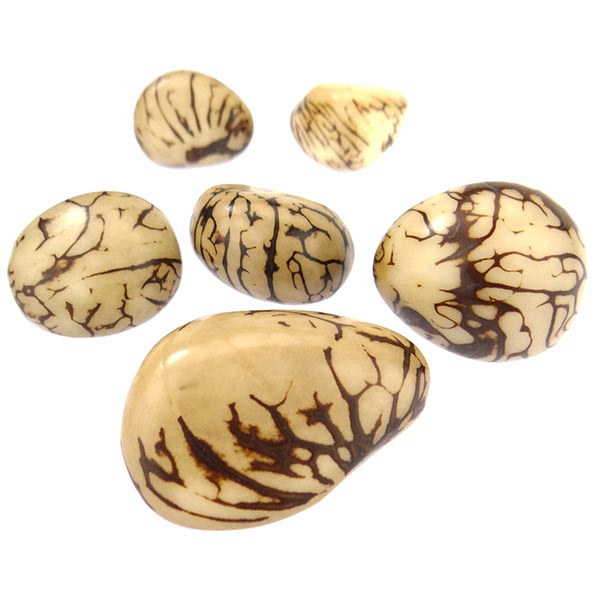 Tagua Nuss ganz