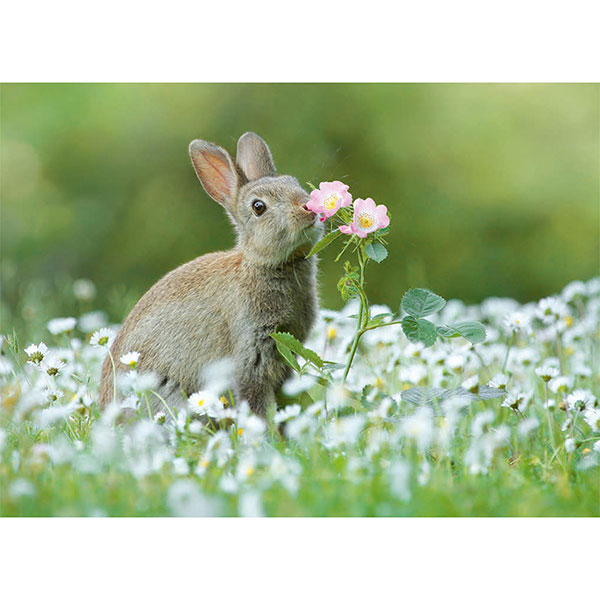 Postkarte M Wildkaninchen mit Blume