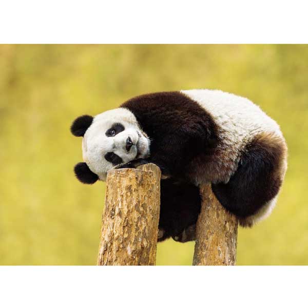 Postkarte M Junger Riesenpanda auf Baumstumpf (China)