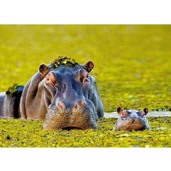 Postkarte M Flußpferd mit Kalb, Okavangodelta (Botswana)