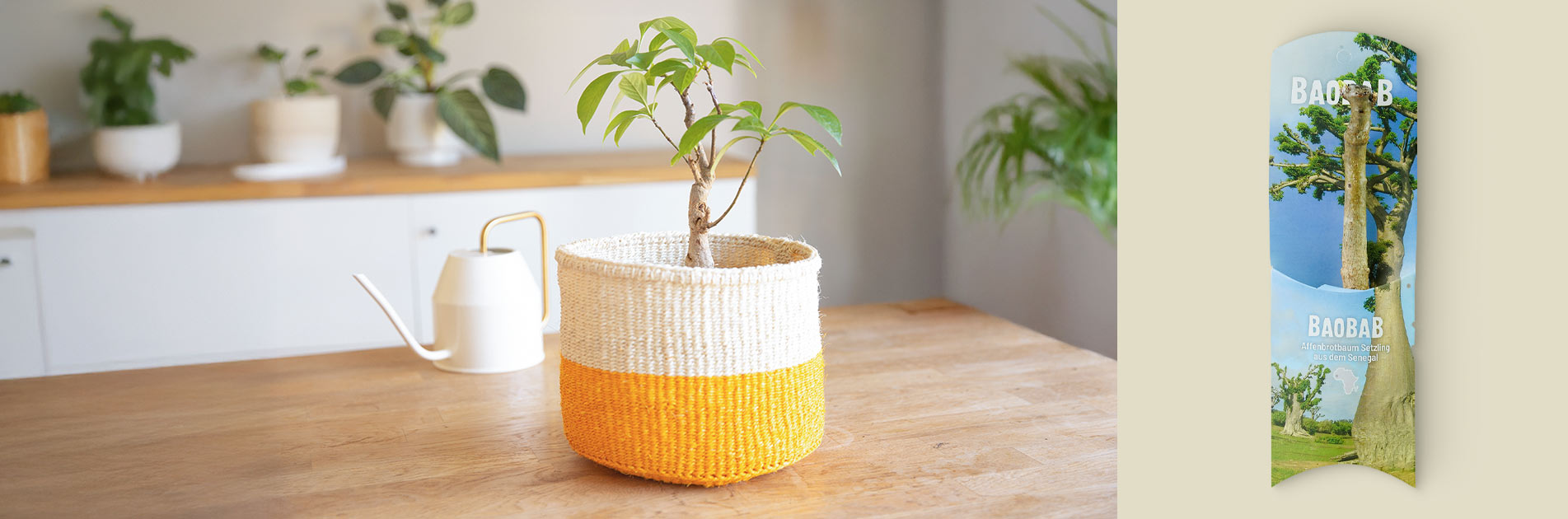 Original Baobab Setzling aus dem Senegal als Zimmerpflanze kaufen - von CONTIGO Fairtrade Onlineshop