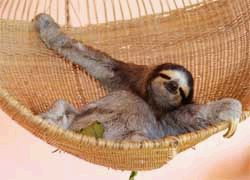 Postkarte Faultier in Hängematte Postkarte Faultier in Hängematte