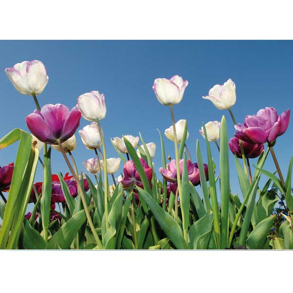 Grußkarte M Tulpen Mark Twain / CONTIGO Fairtrade Onlineshop