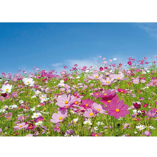 Postkarte M Bunte Sommerwiese Postkarte M Bunte Sommerwiese