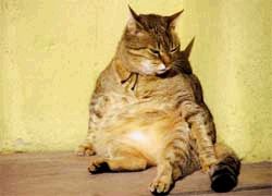 Postkarte Dicke Katze in Südamerika