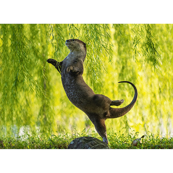 Postkarte Otter-Ballerina
