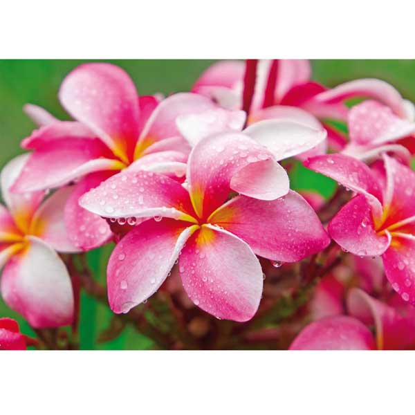 Grußkarte M Pinke Frangipani
