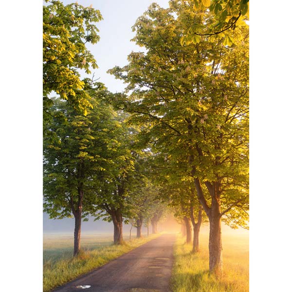 Grußkarte M Allee im Morgennebel