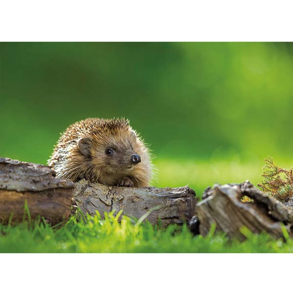 Postkarte M Igel
