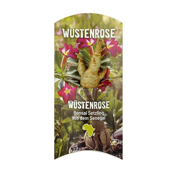 Wüstenrose (Adenium Obesum) Setzling klein 1-2 Jahre