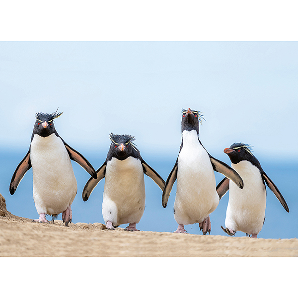 Postkarte Pinguin-Gang Postkarte Pinguin-Gang
