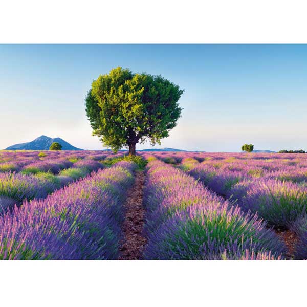 Grußkarte M Lavendelfeld mit Bäumen, Provence