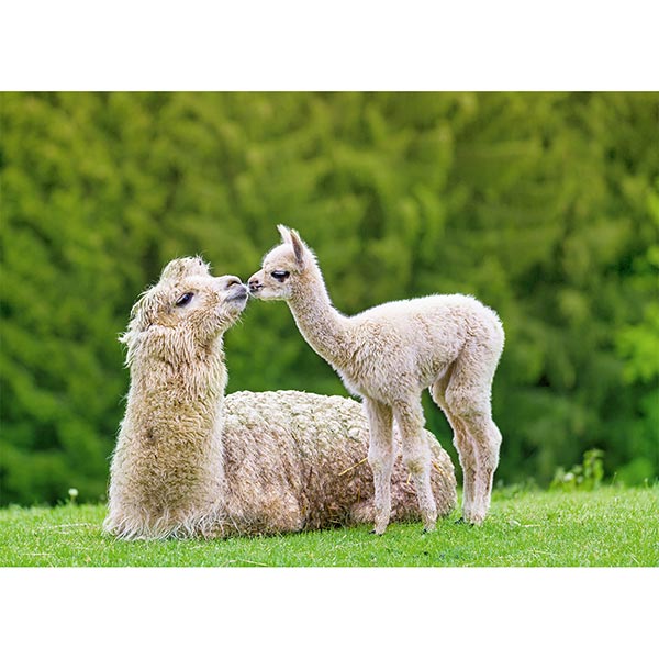 Postkarte Alpakas Postkarte Alpakas