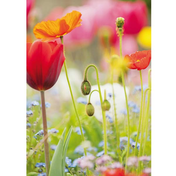 Grußkarte M Wildblumenwiese