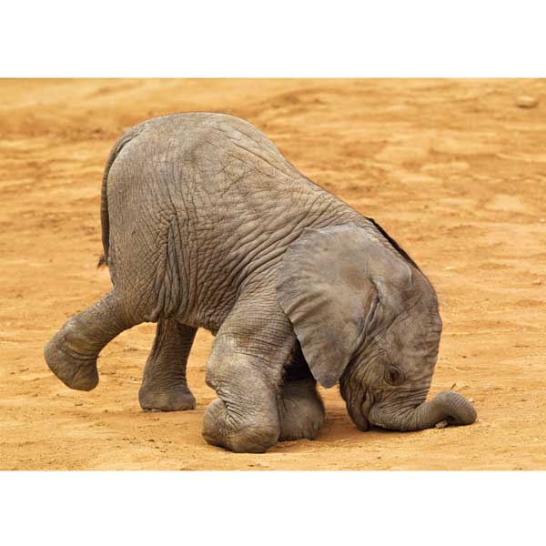 Postkarte M Afrikanisches Elefantenkalb stolpert