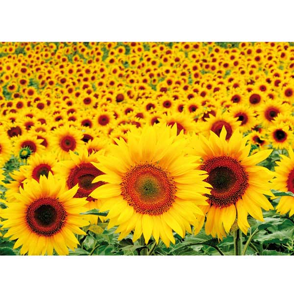 Postkarte Sonnenblumenfeld