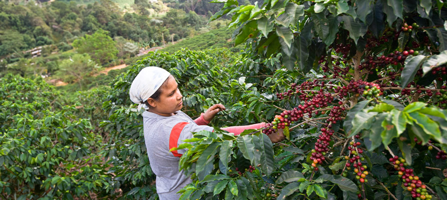 FLO-zertifizierter Bio Kaffee von Kleinbauernkooperativen Kleinbauernkooperativen bekommen Erlöse für ihren Rohkaffee, die erheblich über dem Weltmarktpreis liegen: CONTIGO Kaffeewissen über Bio Fair Trade Kaffeeanbau