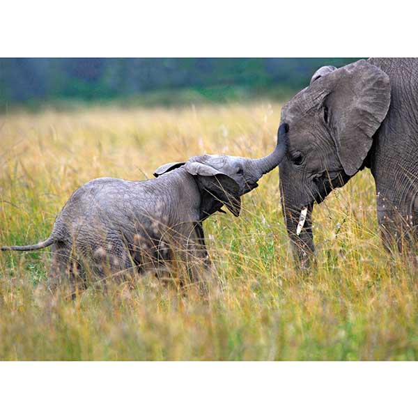 Postkarte M Elefantenkuh mit Elefantenbaby Postkarte M Elefantenkuh mit Elefantenbaby