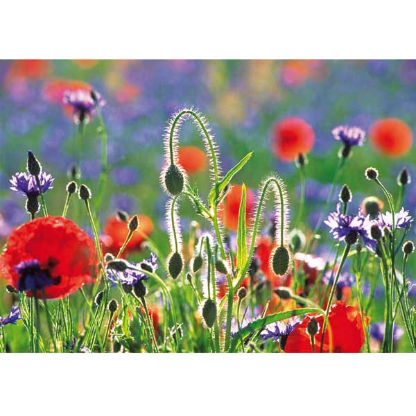 Grußkarte M Sommerwiese mit Mohn und Kornblume