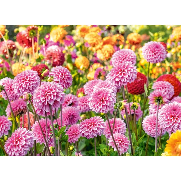 Postkarte Beet mit Gartendahlien Postkarte Beet mit Gartendahlien