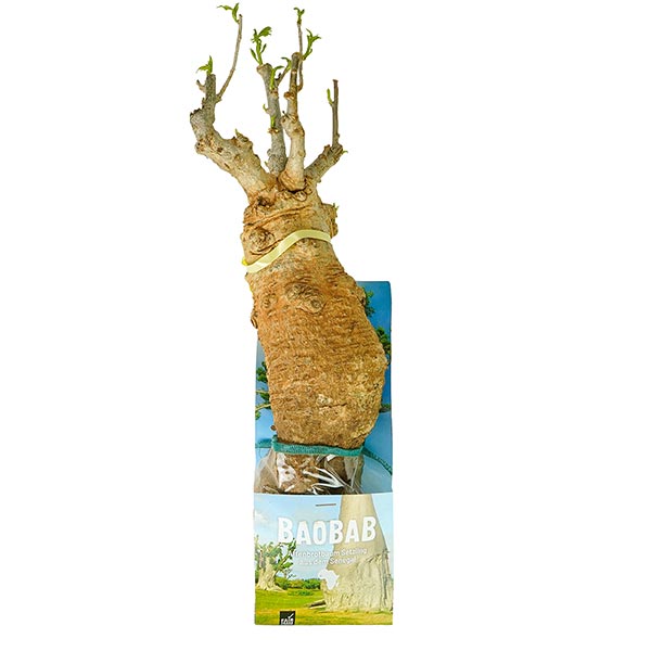 Baobab Setzling XL 8 bis 9 Jahre, 1 kg