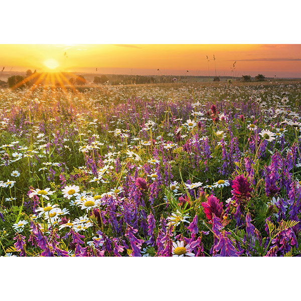 Grußkarte M Wildblumenwiese / CONTIGO Fairtrade Onlineshop