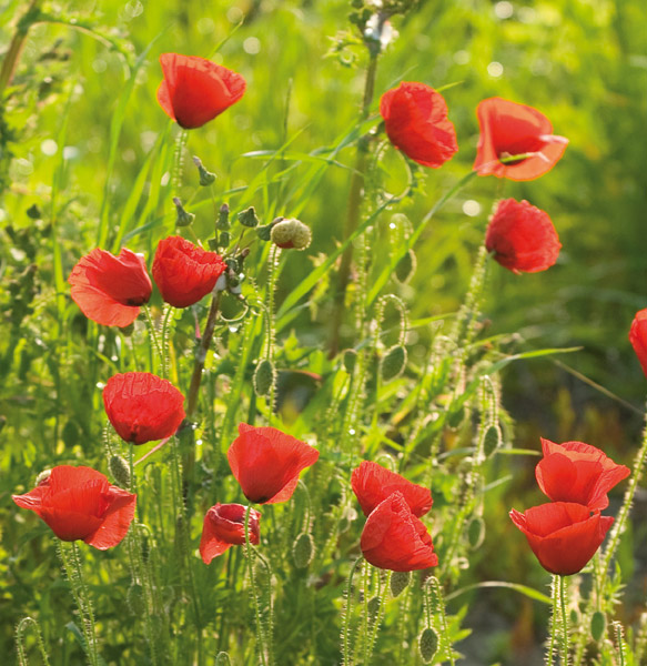 Grußkarte S Klatschmohn