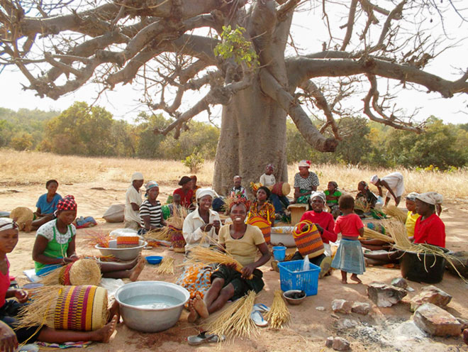 Baobab Baum Afrika – Hintergrundwissen über den Affenbrotbaum von CONTIGO Fairtrade Shop