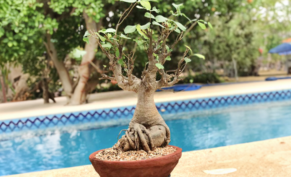 Baobab Baum und Wüstenrose kaufen: Fair Trade Baobab Setzling aus dem Senegal - Adansonia digitata Affenbrotbaum von CONTIGO Fairtrade Shop