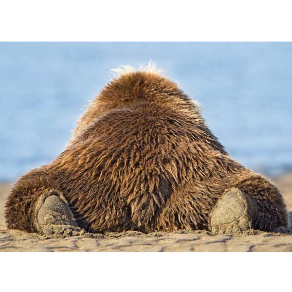 Postkarte M Grizzlybär am Strand