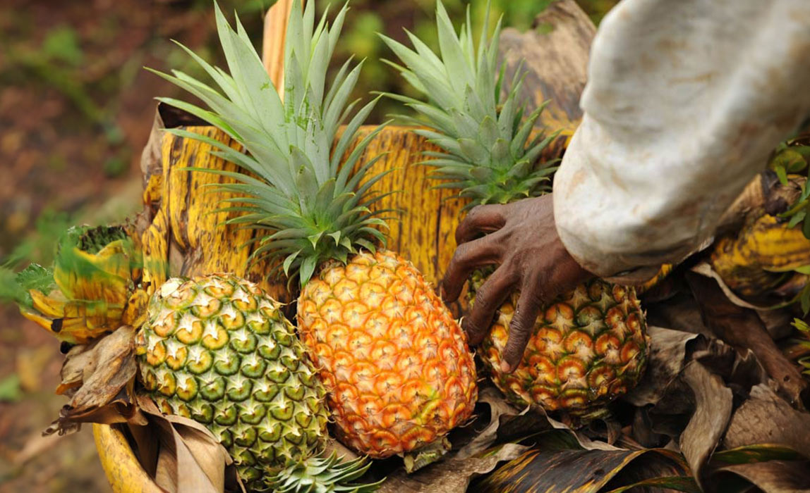 Bio-Trockenfrüchte kaufen: Getrocknete Früchte aus Fairem Handel | CONTIGO Fairtrade Shop