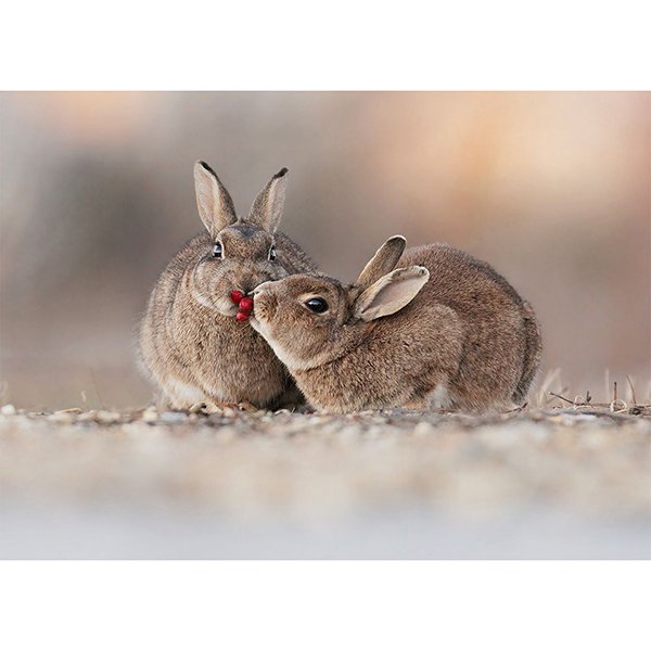 Postkarte Wildkaninchen